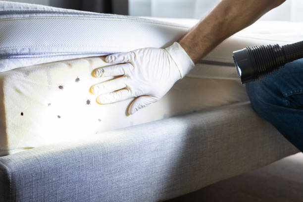 Best Rat Extermination Near Me  in Benton Harbor, MI